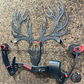 Deer Skull Bow Holder/Hanger